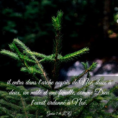 Picture 03 - Genèse 7:9 LSG - il entra dans l'arche auprès de Noé, deux à - Bible Verse Picture