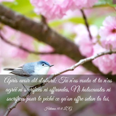 Picture 03 - Hébreux 10:8 LSG - Après avoir dit d'abord: Tu n'as voulu et tu - Bible Verse Picture