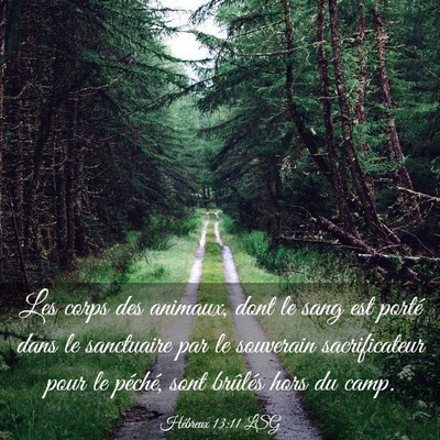 Picture 03 - Hébreux 13:11 LSG - Les corps des animaux, dont le sang est porté - Bible Verse Picture