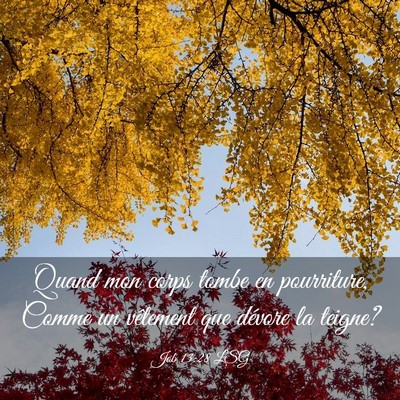 Picture 03 - Job 13:28 LSG - Quand mon corps tombe en pourriture, Comme un - Bible Verse Picture