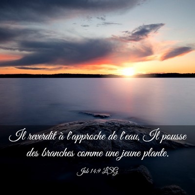 Picture 03 - Job 14:9 LSG - Il reverdit à l'approche de l'eau, Il pousse des - Bible Verse Picture