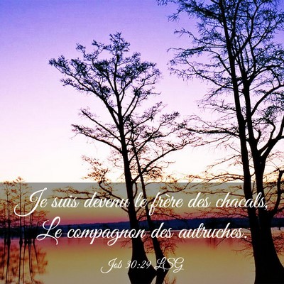 Picture 03 - Job 30:29 LSG - Je suis devenu le frère des chacals, Le - Bible Verse Picture