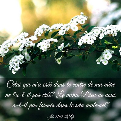 Picture 03 - Job 31:15 LSG - Celui qui m'a créé dans le ventre de ma mère - Bible Verse Picture