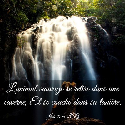 Picture 03 - Job 37:8 LSG - L'animal sauvage se retire dans une caverne, Et - Bible Verse Picture