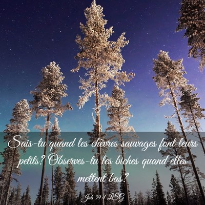 Picture 03 - Job 39:1 LSG - Sais-tu quand les chèvres sauvages font leurs - Bible Verse Picture