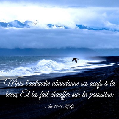 Picture 03 - Job 39:14 LSG - Mais l'autruche abandonne ses oeufs à la terre, - Bible Verse Picture