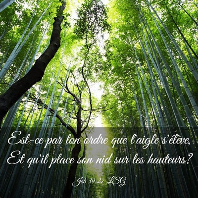 Picture 03 - Job 39:27 LSG - Est-ce par ton ordre que l'aigle s'élève, Et - Bible Verse Picture