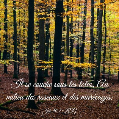 Picture 03 - Job 40:21 LSG - Il se couche sous les lotus, Au milieu des - Bible Verse Picture