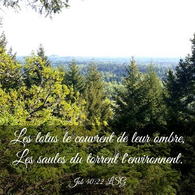 Picture 03 - Job 40:22 LSG - Les lotus le couvrent de leur ombre, Les saules - Bible Verse Picture