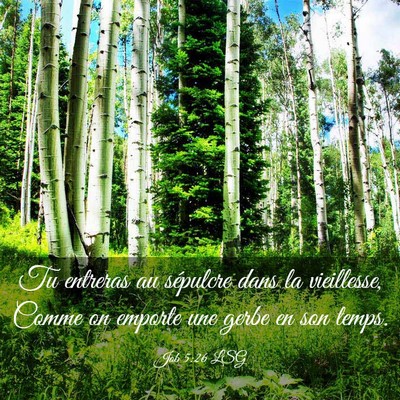 Picture 03 - Job 5:26 LSG - Tu entreras au sépulcre dans la vieillesse, - Bible Verse Picture