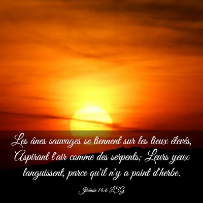 Picture 03 - Jérémie 14:6 LSG - Les ânes sauvages se tiennent sur les lieux - Bible Verse Picture