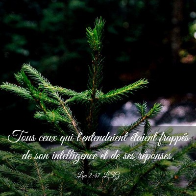 Picture 03 - Luc 2:47 LSG - Tous ceux qui l'entendaient étaient frappés de - Bible Verse Picture