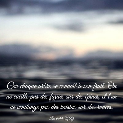 Picture 03 - Luc 6:44 LSG - Car chaque arbre se connaît à son fruit. On ne - Bible Verse Picture