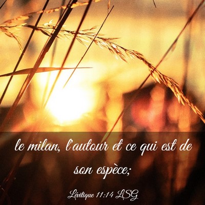 Picture 03 - Lévitique 11:14 LSG - le milan, l'autour et ce qui est de son - Bible Verse Picture