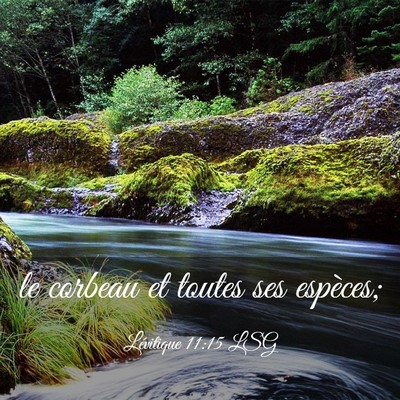 Picture 03 - Lévitique 11:15 LSG - le corbeau et toutes ses - Bible Verse Picture