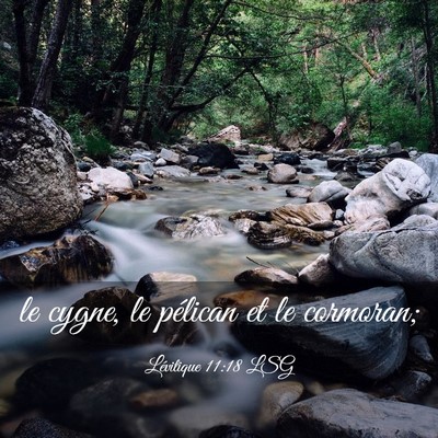Picture 03 - Lévitique 11:18 LSG - le cygne, le pélican et le - Bible Verse Picture