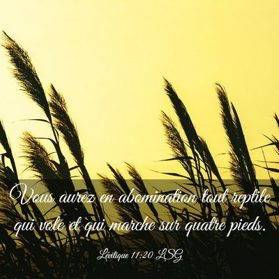 Picture 03 - Lévitique 11:20 LSG - Vous aurez en abomination tout reptile qui vole - Bible Verse Picture