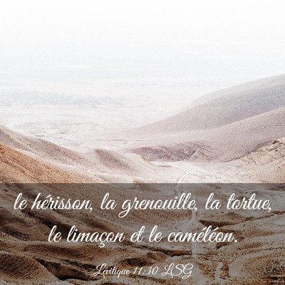Picture 03 - Lévitique 11:30 LSG - le hérisson, la grenouille, la tortue, le - Bible Verse Picture