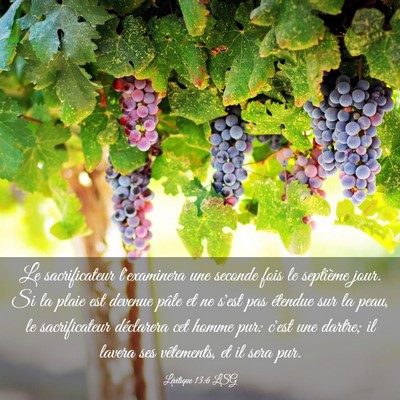 Picture 03 - Lévitique 13:6 LSG - Le sacrificateur l'examinera une seconde fois le - Bible Verse Picture