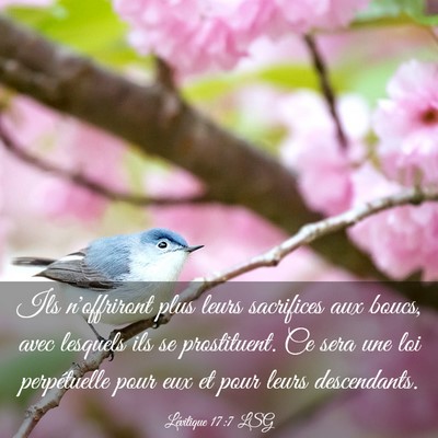Picture 03 - Lévitique 17:7 LSG - Ils n'offriront plus leurs sacrifices aux boucs, - Bible Verse Picture