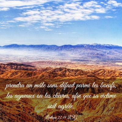 Picture 03 - Lévitique 22:19 LSG - prendra un mâle sans défaut parmi les boeufs, - Bible Verse Picture