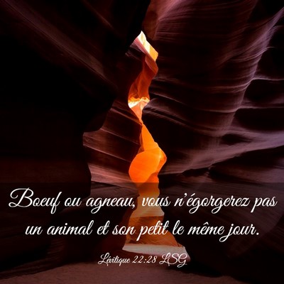 Picture 03 - Lévitique 22:28 LSG - Boeuf ou agneau, vous n'égorgerez pas un animal - Bible Verse Picture