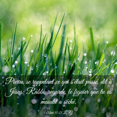 Picture 03 - Marc 11:21 LSG - Pierre, se rappelant ce qui s'était passé, dit - Bible Verse Picture