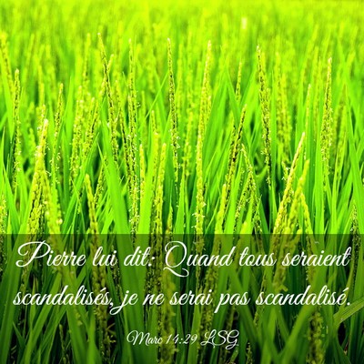 Picture 03 - Marc 14:29 LSG - Pierre lui dit: Quand tous seraient scandalisés, - Bible Verse Picture