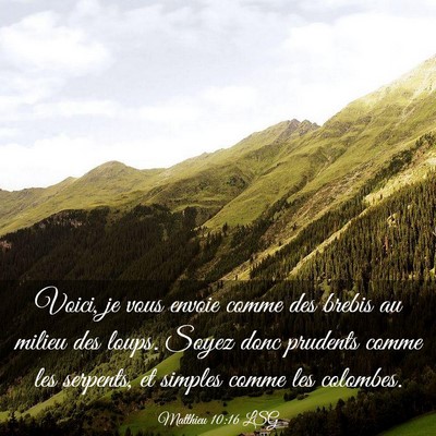 Picture 03 - Matthieu 10:16 LSG - Voici, je vous envoie comme des brebis au milieu - Bible Verse Picture