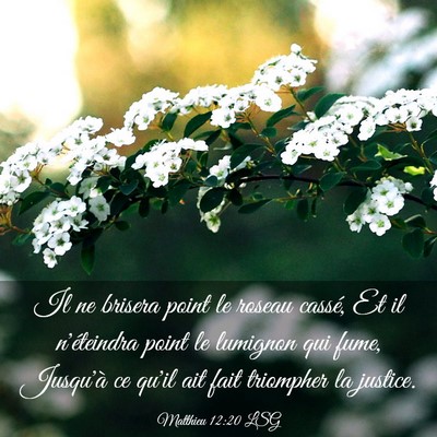 Picture 03 - Matthieu 12:20 LSG - Il ne brisera point le roseau cassé, Et il - Bible Verse Picture