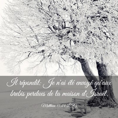 Picture 03 - Matthieu 15:24 LSG - Il répondit: Je n'ai été envoyé qu'aux brebis - Bible Verse Picture