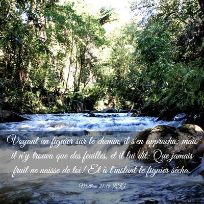 Picture 03 - Matthieu 21:19 LSG - Voyant un figuier sur le chemin, il s'en - Bible Verse Picture