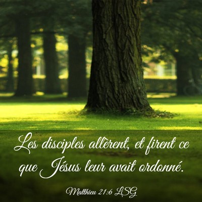 Picture 03 - Matthieu 21:6 LSG - Les disciples allèrent, et firent ce que Jésus - Bible Verse Picture