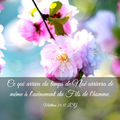 Picture 03 - Matthieu 24:37 LSG - Ce qui arriva du temps de Noé arrivera de même - Bible Verse Picture