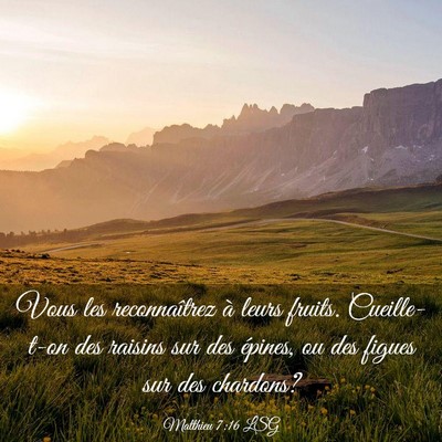 Picture 03 - Matthieu 7:16 LSG - Vous les reconnaîtrez à leurs fruits. - Bible Verse Picture