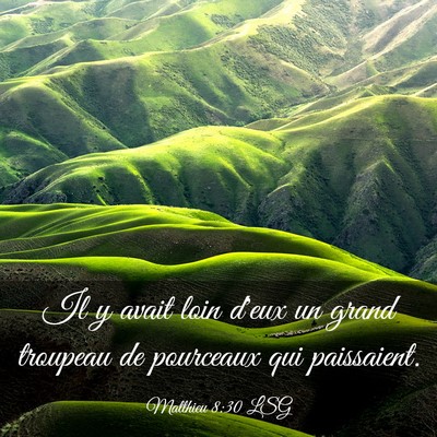Picture 03 - Matthieu 8:30 LSG - Il y avait loin d'eux un grand troupeau de - Bible Verse Picture