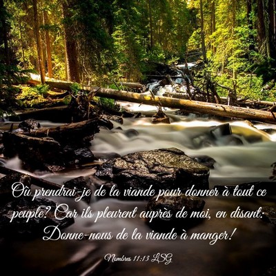 Picture 03 - Nombres 11:13 LSG - Où prendrai-je de la viande pour donner à tout - Bible Verse Picture