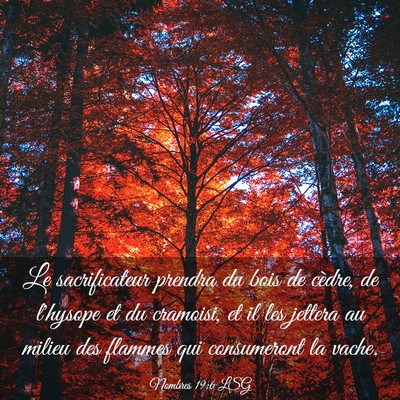 Picture 03 - Nombres 19:6 LSG - Le sacrificateur prendra du bois de cèdre, de - Bible Verse Picture