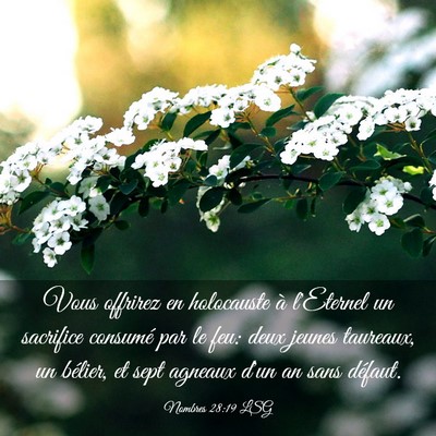 Picture 03 - Nombres 28:19 LSG - Vous offrirez en holocauste à l'Eternel un - Bible Verse Picture
