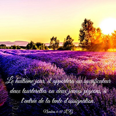 Picture 03 - Nombres 6:10 LSG - Le huitième jour, il apportera au sacrificateur - Bible Verse Picture