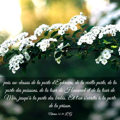 Picture 03 - Néhémie 12:39 LSG - puis au-dessus de la porte d'Ephraïm, de la - Bible Verse Picture