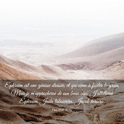Picture 03 - Osée 10:11 LSG - Ephraïm est une génisse dressée, et qui aime - Bible Verse Picture