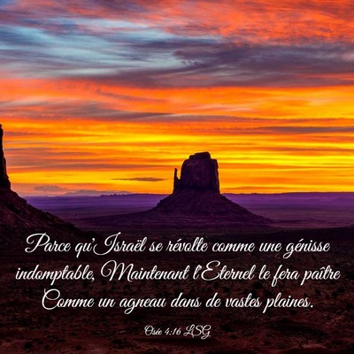 Picture 03 - Osée 4:16 LSG - Parce qu'Israël se révolte comme une génisse - Bible Verse Picture