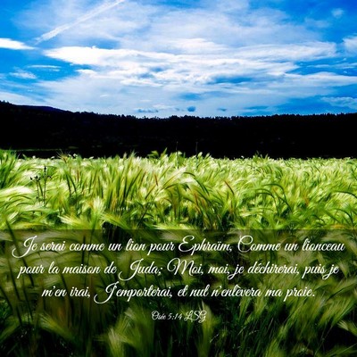 Picture 03 - Osée 5:14 LSG - Je serai comme un lion pour Ephraïm, Comme un - Bible Verse Picture
