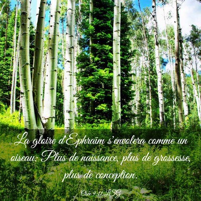 Picture 03 - Osée 9:11 LSG - La gloire d'Ephraïm s'envolera comme un oiseau: - Bible Verse Picture