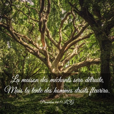 Picture 03 - Proverbes 14:11 LSG - La maison des méchants sera détruite, Mais la - Bible Verse Picture