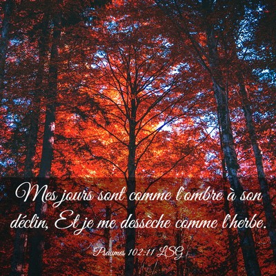 Picture 03 - Psaumes 102:11 LSG - Mes jours sont comme l'ombre à son déclin, Et - Bible Verse Picture