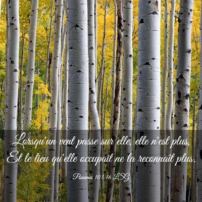 Picture 03 - Psaumes 103:16 LSG - Lorsqu'un vent passe sur elle, elle n'est plus, - Bible Verse Picture