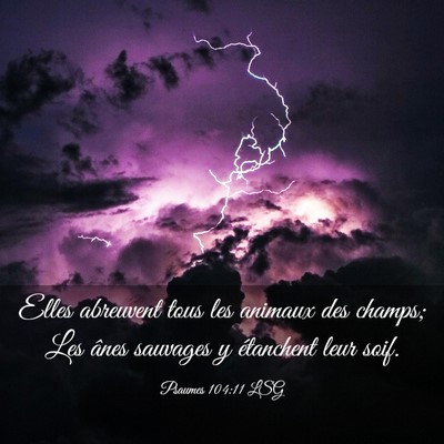 Picture 03 - Psaumes 104:11 LSG - Elles abreuvent tous les animaux des champs; Les - Bible Verse Picture