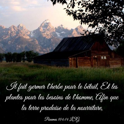 Picture 03 - Psaumes 104:14 LSG - Il fait germer l'herbe pour le bétail, Et les - Bible Verse Picture